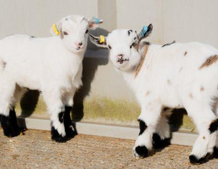 rare-breeds-sept2021