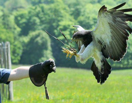 the-hawking-centre-corporate-falconry-birds