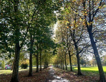 trees-at-victoria-park